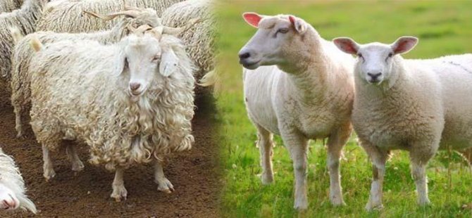 Anaç Koyun Keçi Desteği Ödemeleri Başlıyor