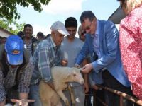 İzmir’de Koyun ve Keçiler Artık Elektronik Kimlik Sahibi Olacak
