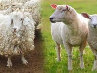 Anaç Koyun Keçi Desteği Ödemeleri Başlıyor