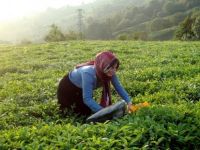 Organik Çay Alanları 5 Yılda 10 Kat Arttı