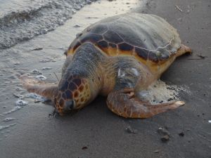 Aliağa Sahilinde Caretta Caretta Ölü Bulundu