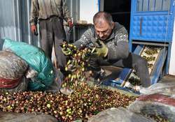 Aliağa'da Zeytin Hasadı...