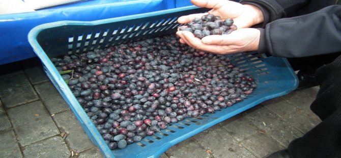 Zeytin Üreticileri Kazanamıyor