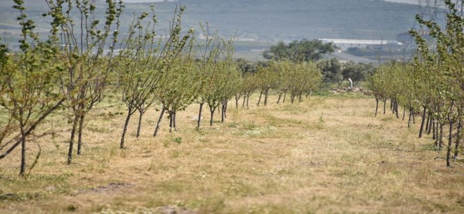 Aliağa Belediyesi’nden Organik Tarım Atağı