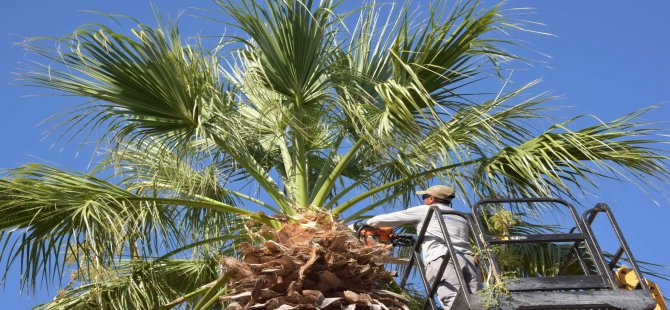 Aliağa’daki Palmiyeler Budanıyor