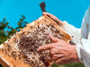 Kuraklık Alarm Veriyor Bitkiler ve Arılar Yok Oluyor