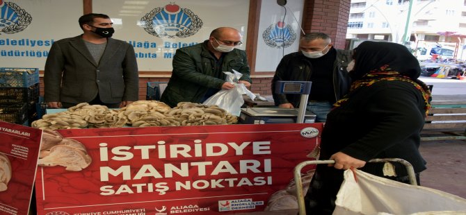 İstiridye Mantarlarının İlk Mahsulleri Satışa Sunuldu