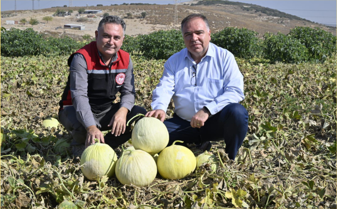 Foça'da 5. Geleneksel Kavun Hasat Şenliği Coşkuyla Kutlandı