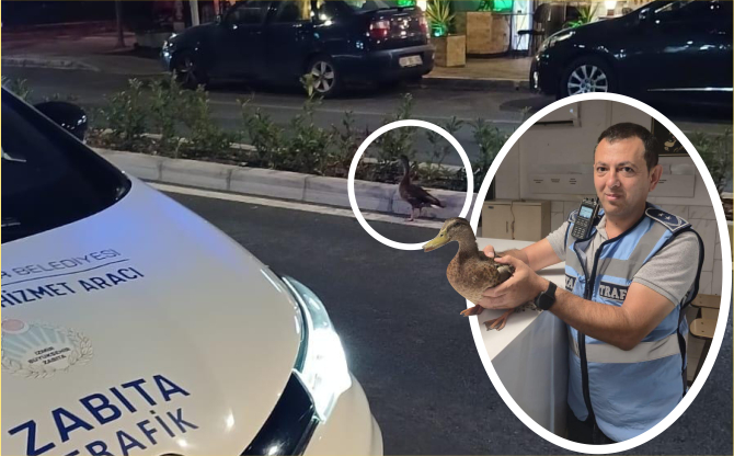 Trafiği durdurup ördeği kurtardılar