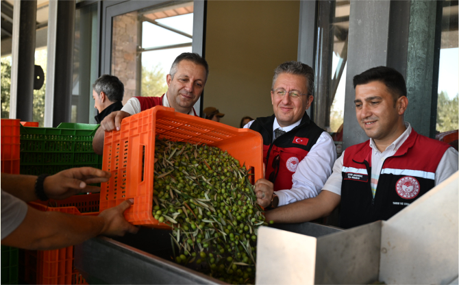 Türkiye’de Sezonun İlk Zeytin Hasadı Dikili Bademli’de Gerçekleşti