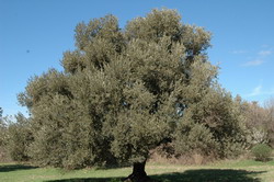 Zeytinyağı Tanıtım Grubu