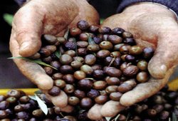 Her Siyah Zeytin İyi Değildir