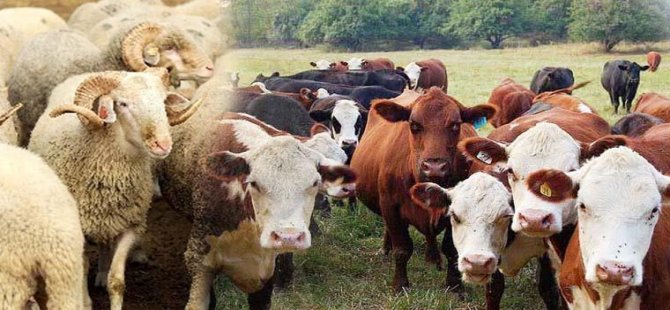 Kurban Bayramı İçin Hayvan Sayımızda Herhangi Bir Sıkıntı Yok