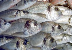 Balık, Su Ürünleri Fiyatları