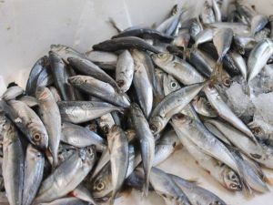 Balıkesir Su Ürünleri Fiyatları 07.11.2016