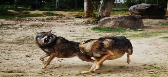 Bu Kareler Afrika’dan Değil, İzmir’den Çekildi