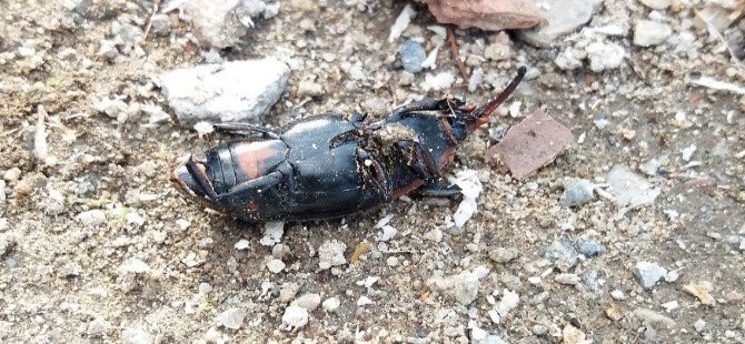 Korku Salan O Böcek Foça'da Görüldü