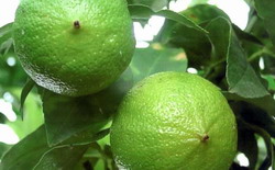 Bergama’nın Meyvesi “Bergamot”