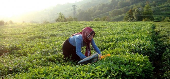 Organik Çay Alanları 5 Yılda 10 Kat Arttı