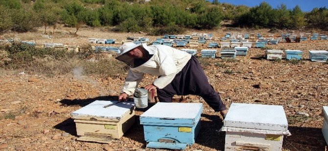 Arıcılar Kovan Desteklemelerini Bekliyor