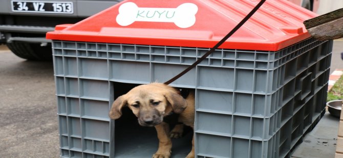 Kuyu” köpek sıcak yuvasına kavuştu