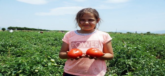 Tarla Domatesi Hasadı Başladı