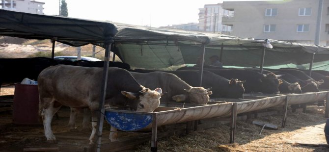 Aliağa’da Kurban Pazarı Kuruldu