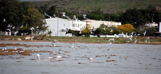 Flamingolar Aliağa Kuş Cennetini Renklendirdi