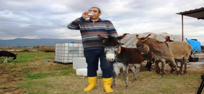 Eşek Sütüyle Şifa Buldu, Çiftliğini Kurdu