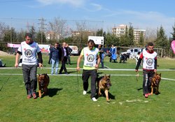 Köpekler Menemende Yarıştı