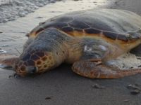 Aliağa Sahilinde Caretta Caretta Ölü Bulundu