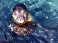 Fok Balığı İlgi Odağı Oldu