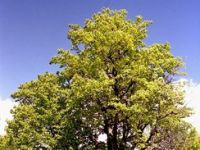 Akrep Ağaçlarına Koruma