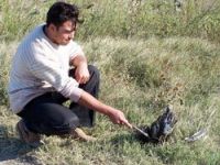 Bandırmada Kuş Gribi