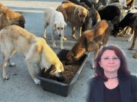 Bergamalı Hayvanseverler Kaybolan Köpekler İçin Endişeli