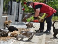 Aliağa Belediyesi Mama Dağıtımlarını Sürdürüyor