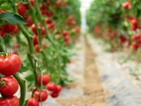 Rusya’ya domates ihracatında kota 500 bin tona çıktı