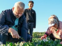 Menemen'de tarladan sofraya birlik rüzgarı