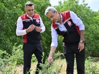 İzmir’in ilk toprağa dikim bluueberryleri hasat edildi