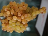 Üzüm İhracatına, Doping