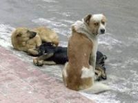 Foça'da Barınak Sorunu