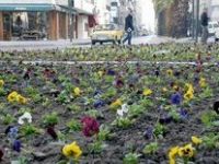 İzmir'e 800 Bin Çiçek