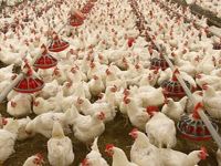 Tavuk Yumurtası Üretimi 1.5 Milyar Adet Olarak Gerçekleşti