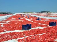 Kurutulmuş Domates İhracatı