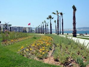 Aliağa Sahilindeki Palmiye ve Yeşil Örgü Tamamlandı